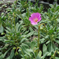 Cistanthe grandiflora