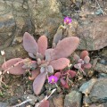 Cistanthe Maritima