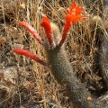 Cleistocactus Acanthurus