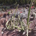 Cleistocactus Baumannii