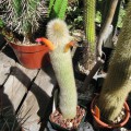 Cleistocactus Brookeae