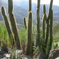 Cleistocactus Buchtienii