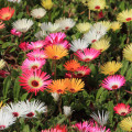 Cleretum bellidiforme