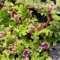 Cleretum herrei
