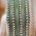 Coleocephalocereus Fluminensis