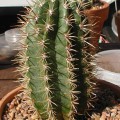 Coleocephalocereus Goebelianus