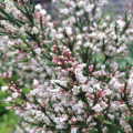 Colletia hystrix