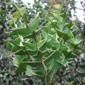 Colletia paradoxa