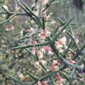 Colletia spinosissima