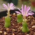 Conophytum achabense