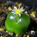 Conophytum acutum