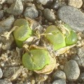 Conophytum Acutum