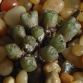 Conophytum Albiflorum