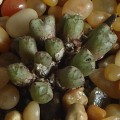 Conophytum Albiflorum