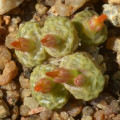 Conophytum angelicae