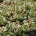 Conophytum angelicae ssp. tetragonum