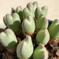 Conophytum antonii