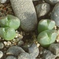 Conophytum Antonii