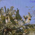 Consolea Macracantha