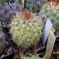 Copiapoa Ahremephiana