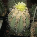 Copiapoa Atacamensis