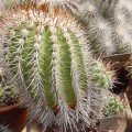 Copiapoa Bridgesii