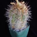 Copiapoa Calderana