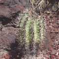 Copiapoa Cinerascens