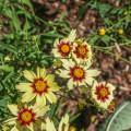 Coreopsis ‘Redshift’