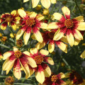 Coreopsis ‘Route 66’