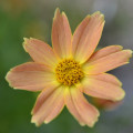 Coreopsis ‘Sienna Sunset’