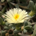 Corpuscularia angustifolia