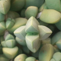 Corpuscularia appressa