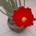 Corryocactus Apiciflorus