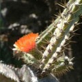 Corryocactus Ayacuchoensis