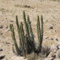 Corryocactus Brevistylus