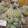 Coryphantha Calipensis