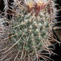 Coryphantha Clavata