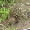 Coryphantha Compacta