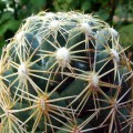 Coryphantha Cornifera