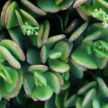 Crassula