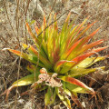 Crassula acinaciformis