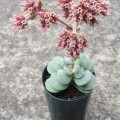 Crassula 'Alice Herbert'