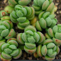 Crassula 'Angela'