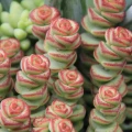 Crassula 'Baby's Necklace'
