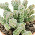 Crassula 'Baby's Surprise'