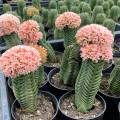 Crassula 'Buddha's Temple'