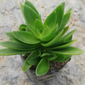 Crassula capitella