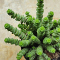 Crassula marnieriana