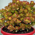 Crassula ovata 'Crosby's Compact'